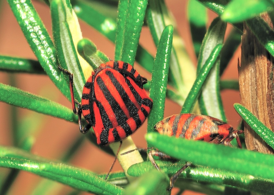 Pentatomidae: Graphosoma lineatum italicum in Romagna (RM)